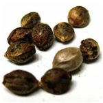 Семена марихуаны АК-47  (Seeds AK-47) в Туринске